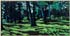 Sagamore Lodge through the Trees no.1