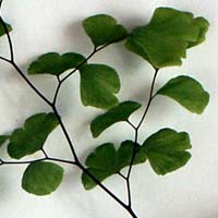 Adiantum capillus-veneris, Maidenhair Fern