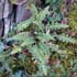 Asplenium ceterach thumbnail, link to A. ceterach page
