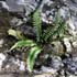 Asplenium marinum thumbnail, link to A. marinum page