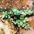 Asplenium ruta-muraria thumbnail, link to A. ruta-muraria page