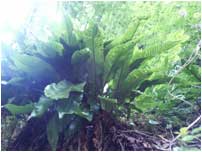 Hart's Tongue Fern picture; link to Fern site