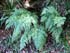 Dryopteris aemula thumbnail, link to D. aemula page