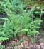 Dryopteris borreri thumbnail, link to D. borreri page