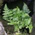 Dryopteris expansa thumbnail, link to D. expansa page