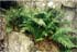 Dryopteris oreades thumbnail, link to D. oreades page