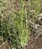 Equisetum palustre thumbnail, link to E. palustre page