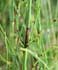 Equisetum ramosissimum thumbnail, link to E. ramosissimum page