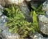 Gymnocarpium robertianum thumbnail, link to G. robertianum page