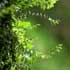 Hymenophyllum thumbnail, link to Hymenophyllum genus page