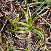Isoetes histrix, Land Quillwort