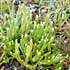 Lycopodium annotinum thumbnail, link to L. annotinum page