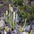 Lycopodium clavatum thumbnail, link to L. clavatum page