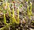 Lycopodium lagopus thumbnail, link to L. lagopus page