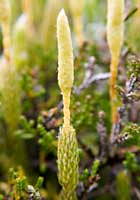 Lycopodium lagopus, Arctic Stagshorn Clubmoss