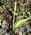 Ophioglossum azoricum thumbnail, link to O. azoricum page