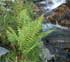 Oreopteris limbosperma thumbnail, link to O. limbosperma page