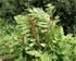 Osmunda thumbnail, link to Osmunda genus page