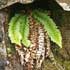 Polysticum lonchitis thumbnail, link to P. lonchitis page
