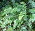 Polysticum munitum thumbnail, link to P. munitum page