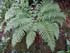 Polystichum thumbnail, link to Polystichum genus page