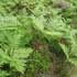 Pteridium aquilinum ssp. pinetorum thumbnail, link to P. aquilinum ssp. pinetorum page