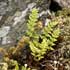 Woodsia ilvensis thumbnail, link to W. ilvensis page