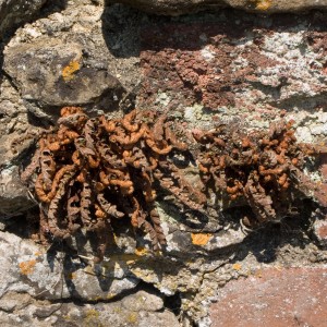 Asplenium ceterach: showing desiccated plants after prolonged dry weather