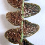 Asplenium ceterach: underside of pinnae