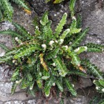 Asplenium ceterach: on a wall in Oxford