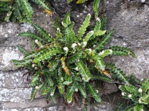 Asplenium ceterach: on a wall in Oxford