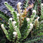 Asplenium ceterach: on a wall in Oxford
