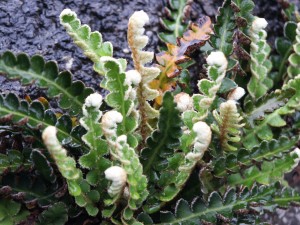 Asplenium ceterach: on a wall in Oxford