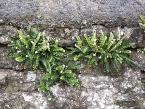 Asplenium ceterach ox 4