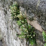 Asplenium ceterach: group of plants on a wall in Oxford