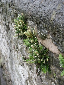 Asplenium ceterach: group of plants on a wall in Oxford