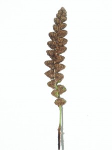 Asplenium ceterach: underside of frond