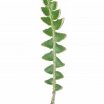 Asplenium ceterach: frond