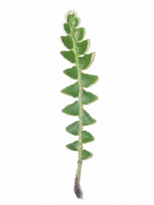 Asplenium ceterach: frond