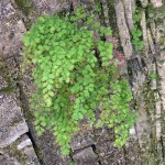 Adiantum capillus-veneris - Maidenhair Fern