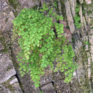 Adiantum capillus-veneris - Maidenhair Fern