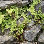 Anogramma leptophylla - Jersey Fern