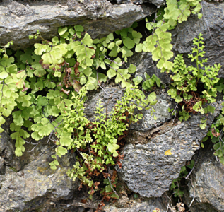 Anogramma leptophylla - Jersey Fern