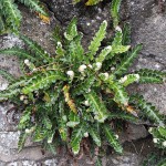 Asplenium ceterach - Rusty-back Fern