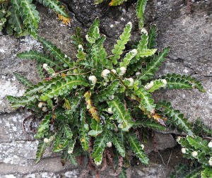 Asplenium ceterach - Rusty-back Fern