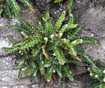 Asplenium ceterach - Rusty-back Fern