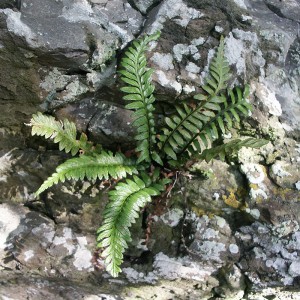 Asplenium marinum - Sea Spleenwort