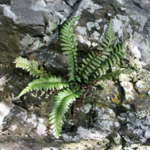 Asplenium marinum - Sea Spleenwort