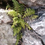 Asplenium obovatum subsp. lanceolatum - Lanceolate Spleenwort