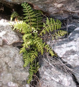 Asplenium obovatum subsp. lanceolatum - Lanceolate Spleenwort